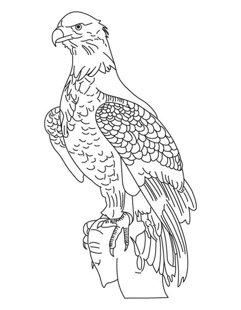 national bird bald eagle coloring page   national bird