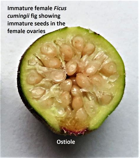How And Why You Need To Id The Sex Of Your Dioecious Figs – The Figs Of