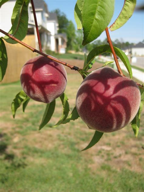 only from scratch a georgia peach