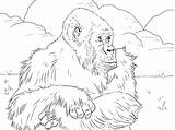 Gorilla Gorille Gorillas Pianura Stampare Cliparts Supercoloring Montagnes Montagna Impressionante Ape Onlinecoloringpages Popular sketch template