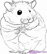 Hamster Gerbil Syrian sketch template