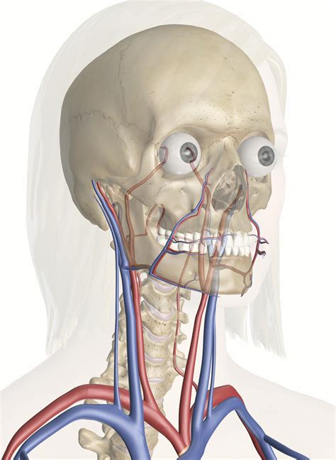 cardiovascular system   head  neck