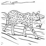 Ausmalbilder Raubkatzen Serval Wildtiere Malvorlagen sketch template