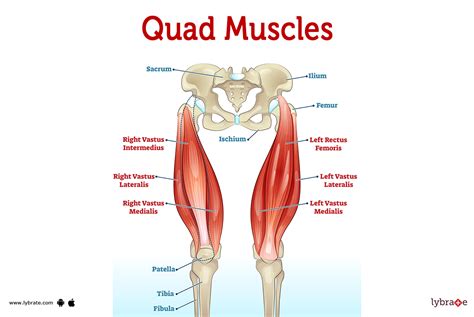 quad muscles human anatomy image functions diseases  treatments