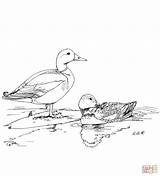 Coloring Mallard Ducks Two Pages Printable Red Study Drawing Drawings Puzzle Crafts Nature Paper Birds sketch template