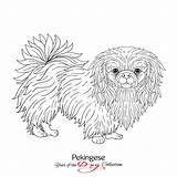 Pekingese Dog Drawing sketch template