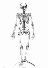 Skeleton Human sketch template