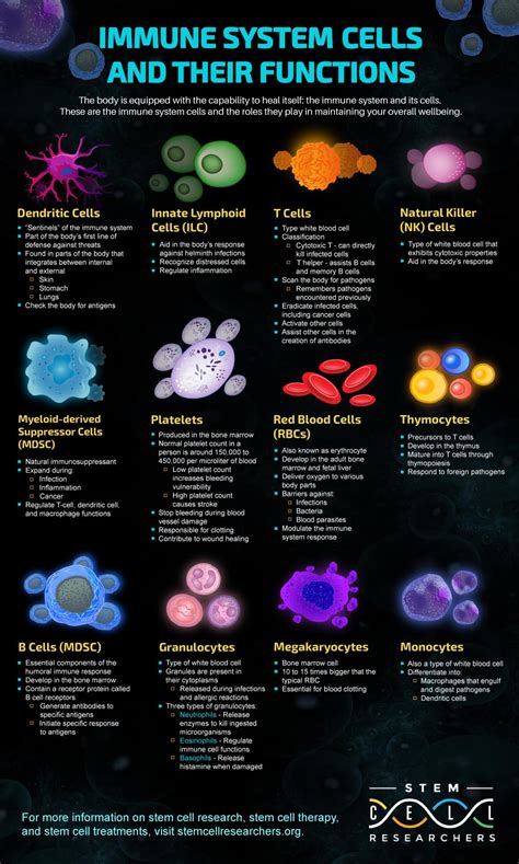 immune system  clever daily infographic