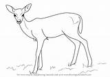 Deer Draw Fawn Baby Step Drawing Animals Sketch Zoo Pencil Learn Aka Drawings Paintingvalley Drawingtutorials101 Getdrawings Sketches sketch template