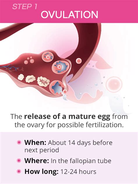 how conception works ovulation fertilization and implantation