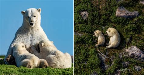 photographer  intimate views   lives  polar bears petapixel