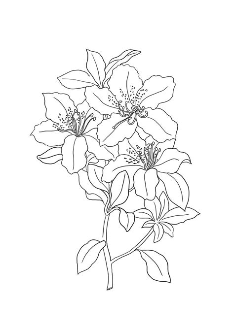 water lily flower coloring pages lily   growing  earth
