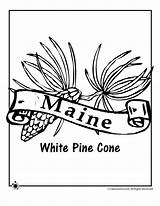 Flower Coloring State Pages Maine Symbols Montana Pine Kids Cone Flowers Jr Printable Woojr Activities Choose Board Template sketch template