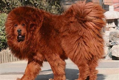 picture  worlds largest dog   massive size  incredible