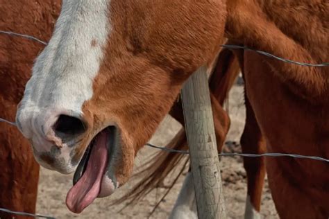 diagnose heaves  horses  horse rider
