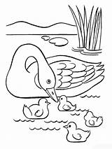 Coloring Pages Swan Swans Birds Print sketch template