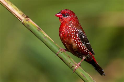 red strawberry finch   sweetest songbird australian geographic
