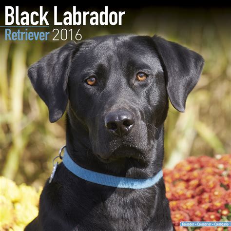 black labrador retriever wall calendar