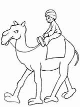 Kamelen Camels Kleurplaten sketch template