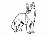 Lobo Lupo Chien Loup Llop Colorier Gos Stampare Cani Gossos sketch template