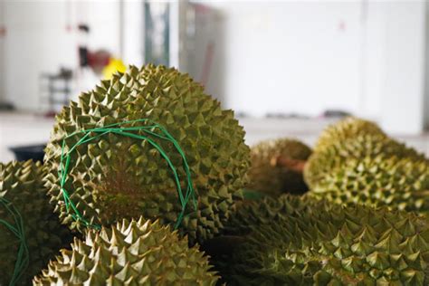 ways  open  durian