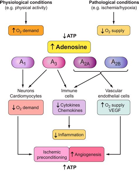 pharmacology  adenosine receptors  state   art