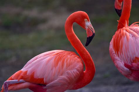caribbean flamingo  maryland zoo