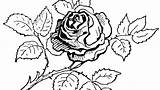 Dying Getdrawings Flower Drawing Coloring Roses sketch template
