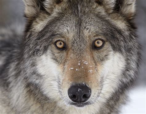 environmental protection information center epic proposal  strip federal wolf protections