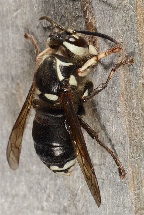 “murder” Hornets Should You Panic Probably Not Here’s Why Purdue