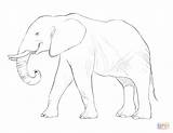 Elefante Africano Colorare Elefant Elefanten Afrikanischer Supercoloring Disegni Getdrawings Elefantes Ausmalbilder Colouring Drawings Elefanti Elephants Animals sketch template