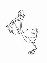 Ausmalbilder Storch Ausdrucken Malvorlagen Stork sketch template