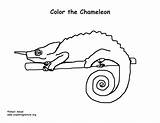 Chameleon Coloring Turtle Wood Exploringnature sketch template