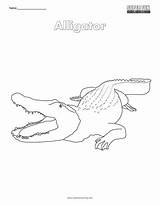 Coloring Alligator Fun sketch template