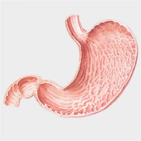 p mucous membrane  stomach prosections
