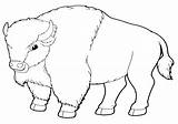 Buffalo Coloring Pages Print Animal Buffalo2 Coloringway sketch template