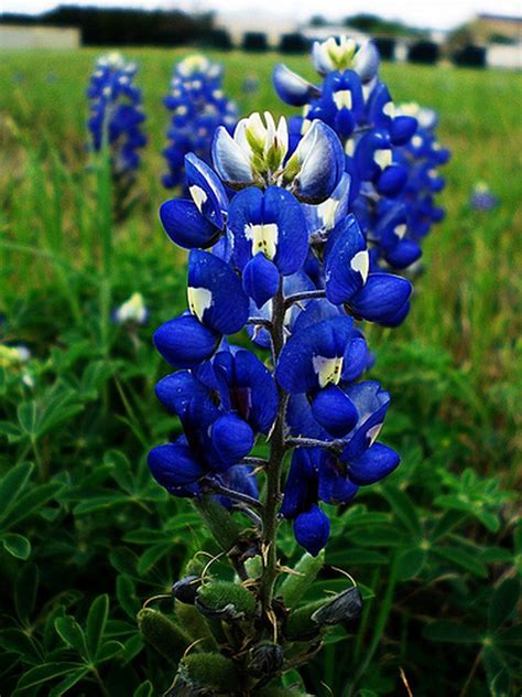 state flowers photo gallery texas bluebonnets blue bonnets flower