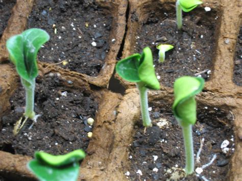 zucchini seedlings flickr photo sharing