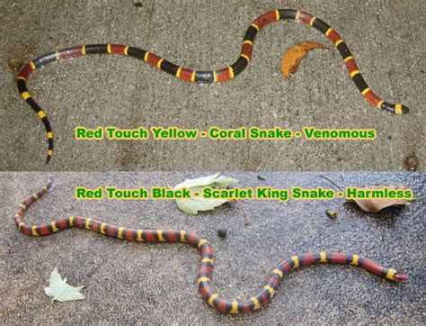 rhyme  coral snakes colors     snake  poisonous red