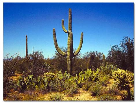 saguaro cactus desertusa