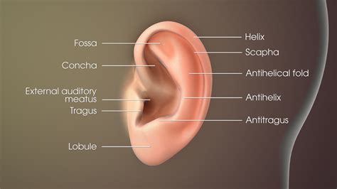 ear function  related conditions scientific animations