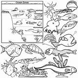 Ocean Zones Clip Creatures Set Oceanography Preview sketch template