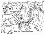 Rainforest Endangered Animal Jungle Getcolorings Effortfulg Getdrawings Jaguar sketch template