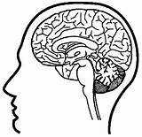 Cerebro Dibujo Craneo Neuroscience Colorir Cérebro Colorer Nervous Desenhos Effortfulg Cuerpo 5to Iwcm Primaria sketch template