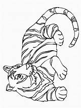 Tigre Dibujosparaimprimir Tijger Coloración Colorea Tigres sketch template
