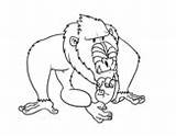 Coloring Mandrill Pages Monkeys Coloringcrew sketch template