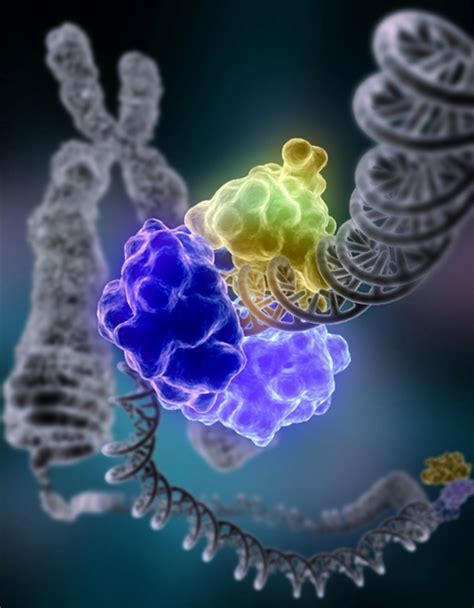 dna repair boundless biology