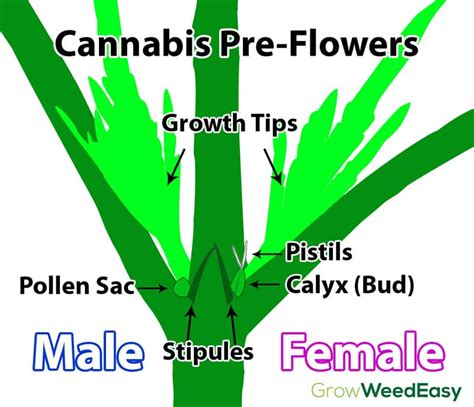 male vs female cannabis plants grow weed easy