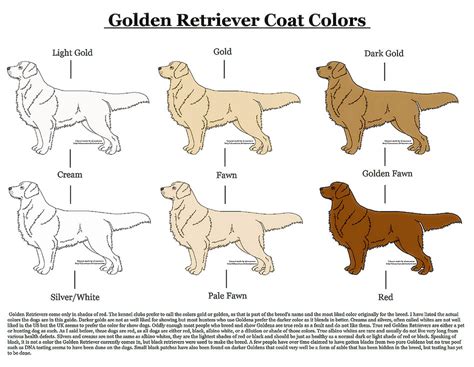 coat color chart golden