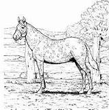Coloring Horse Pages Appaloosa Printable Horses Realistic Kids Template Colouring Fun Bestappsforkids sketch template